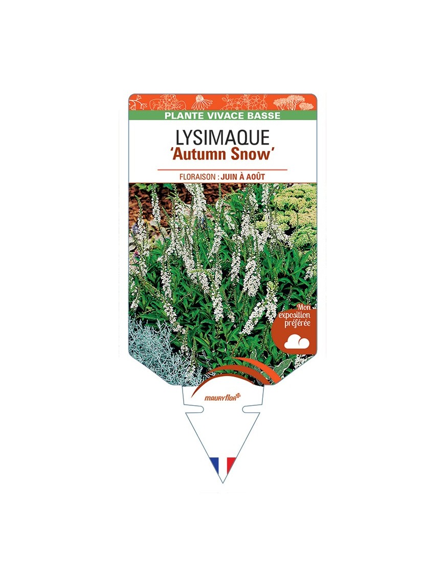 LYSIMACHIA Autumn Snow voir Lysimaque