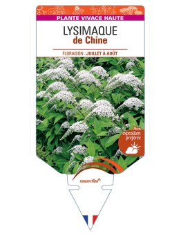 LYSIMACHIA clethroides voir Lysimaque de Chine