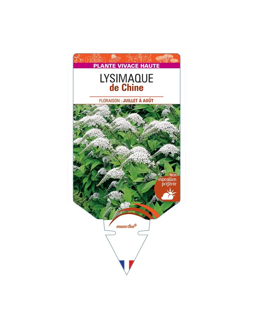 LYSIMACHIA clethroides voir Lysimaque de Chine