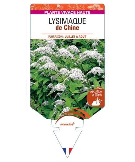 LYSIMACHIA clethroides voir Lysimaque de Chine
