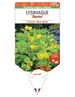 LYSIMACHIA nummularia Aurea voir Lysimaque