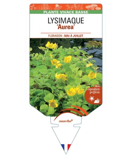 LYSIMACHIA nummularia Aurea voir Lysimaque