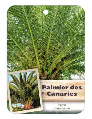 PHOENIX CANARIENSIS voir Palmier des Canaries