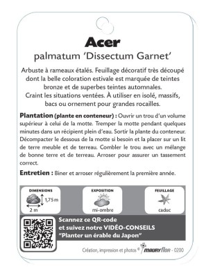 ACER PALMATUM DISSECTUM GARNET voit Érable du Japon*