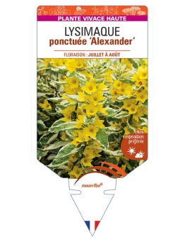 LYSIMACHIA punctata Alexander voir Lysimaque ponctuée