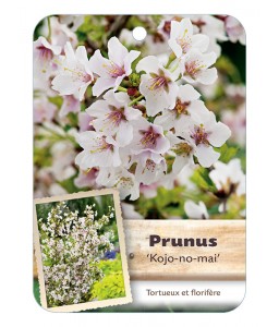 PRUNUS INCISA KOJO-NO-MAI voir Cerisier à fleurs*