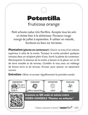 POTENTILLA FRUTICOSA voir Potentille arbustive (orange)*