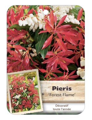 PIERIS JAPONICA FOREST FLAME*