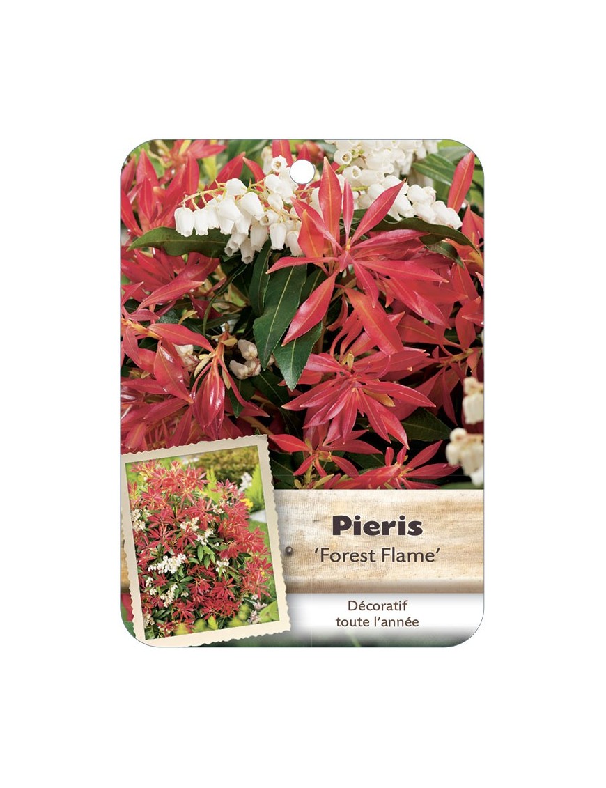 PIERIS JAPONICA FOREST FLAME*