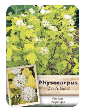 PHYSOCARPUS OPULIFOLIUS DART’S GOLD*