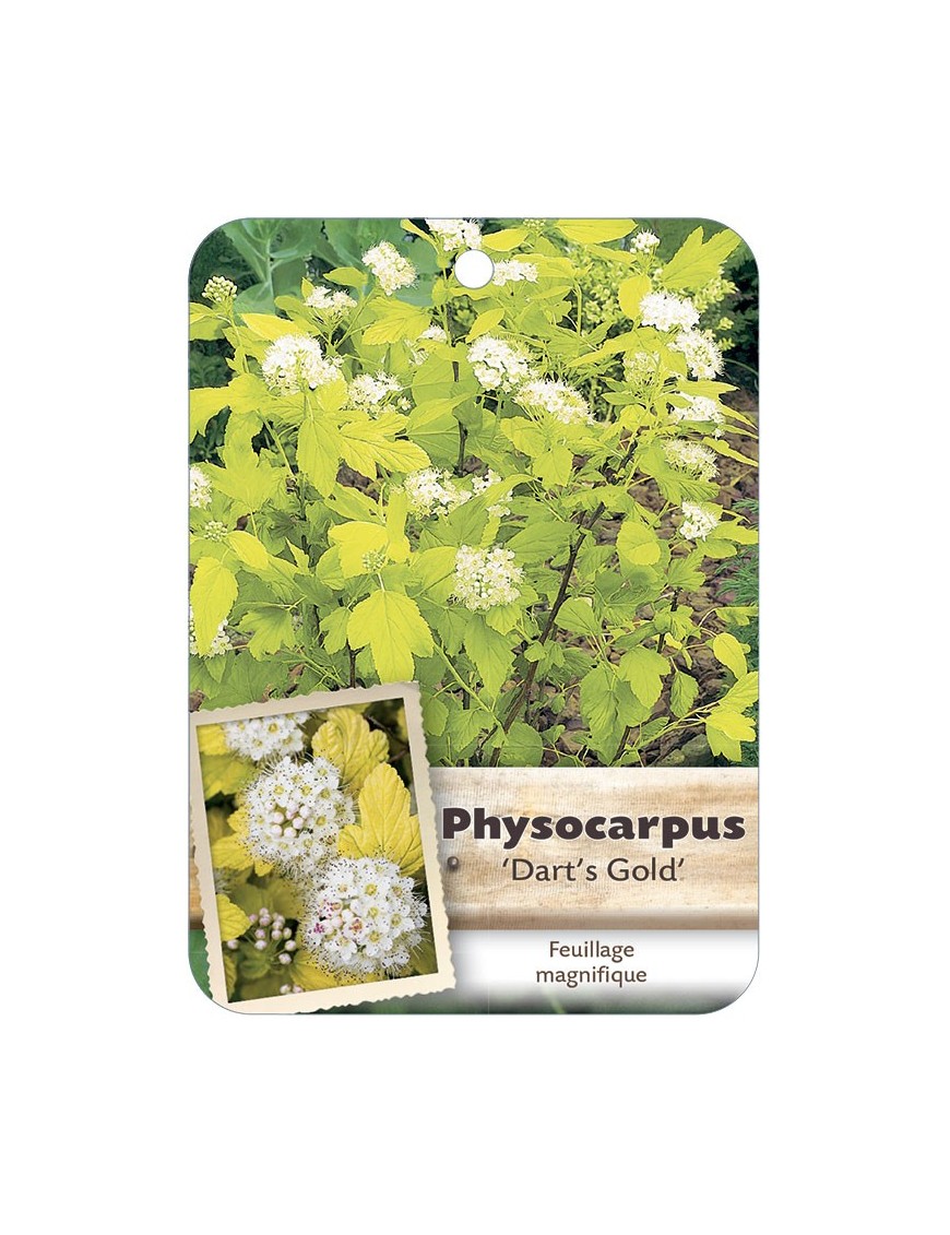 PHYSOCARPUS OPULIFOLIUS DART’S GOLD*