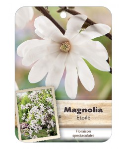 MAGNOLIA STELLATA voir Magnolia étoilé*