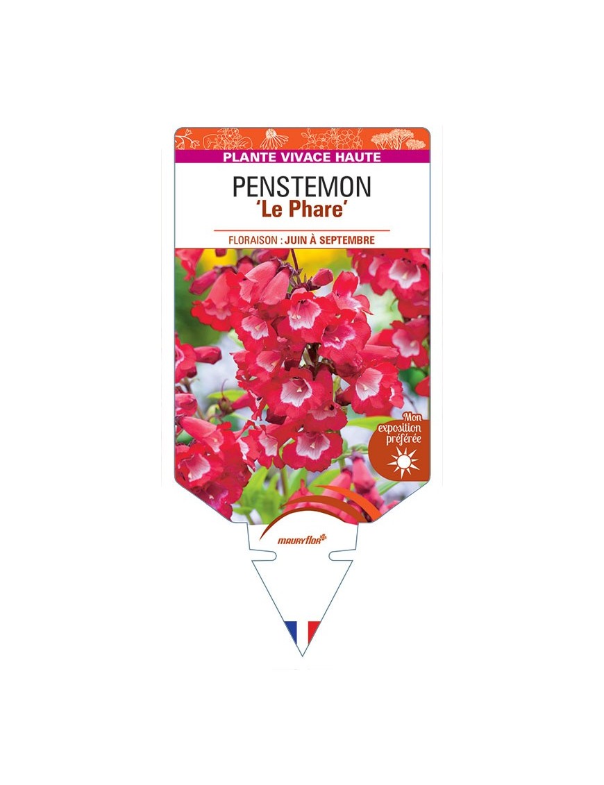 PENSTEMON 'Le Phare' (rouge à cœur blanc) *