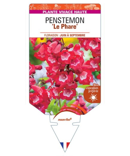 PENSTEMON 'Le Phare' (rouge à cœur blanc) *