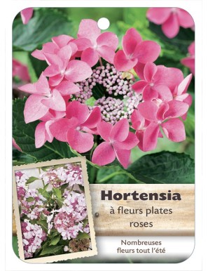 HYDRANGEA MACROPHYLLA voir Hortensia à fleurs plates (rose)*