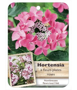 HYDRANGEA MACROPHYLLA voir Hortensia à fleurs plates (rose)*