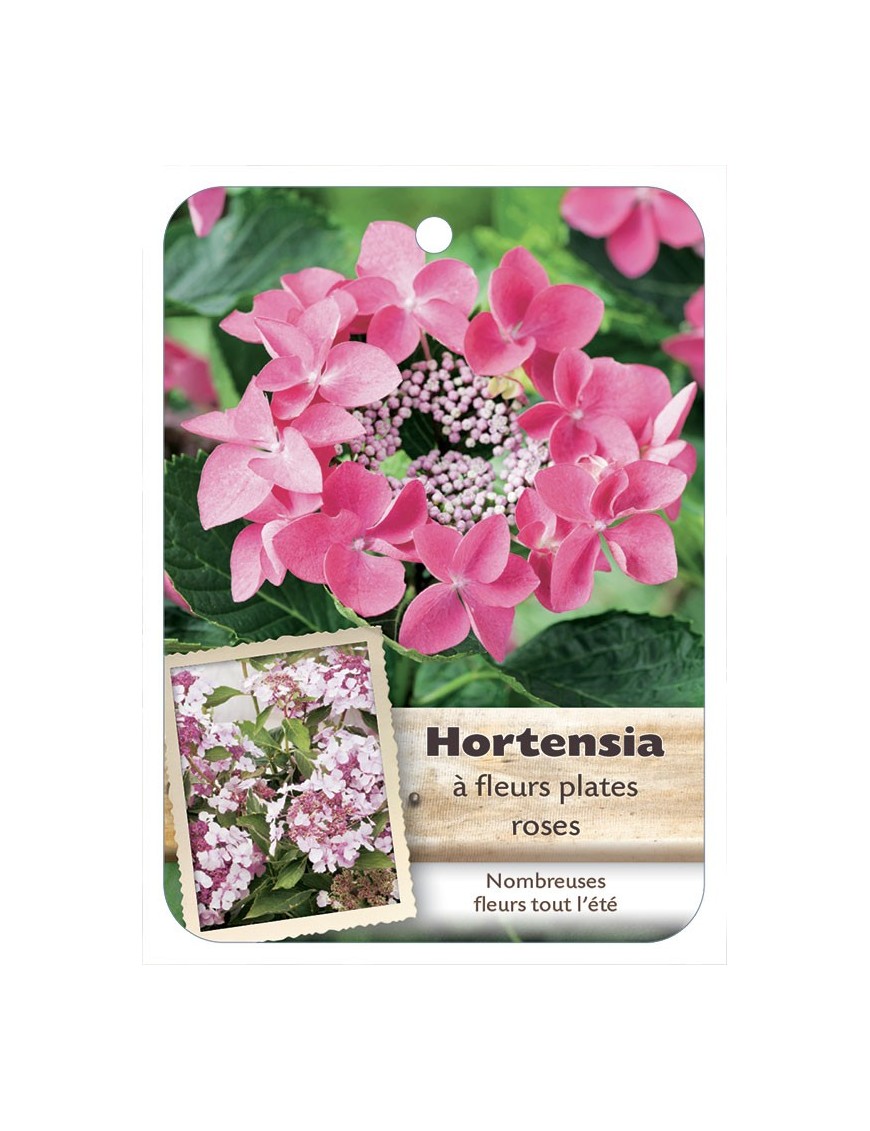 HYDRANGEA MACROPHYLLA voir Hortensia à fleurs plates (rose)*