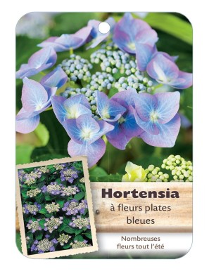 HYDRANGEA MACROPHYLLA voir Hortensia à fleurs plates (violet)*