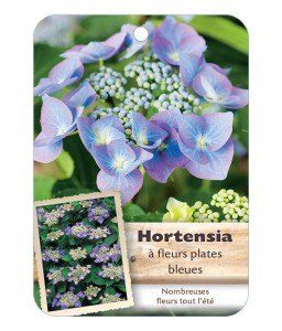 HYDRANGEA MACROPHYLLA voir Hortensia à fleurs plates (violet)*