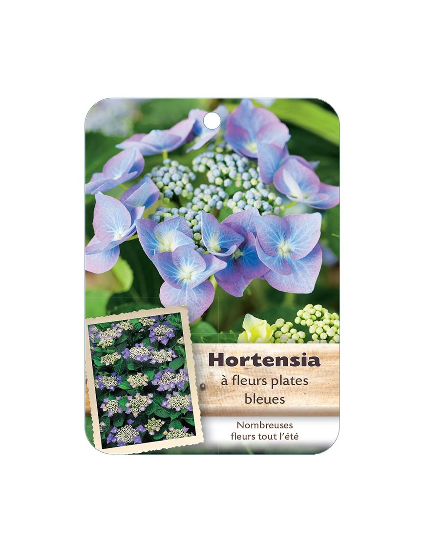 HYDRANGEA MACROPHYLLA voir Hortensia à fleurs plates (violet)*