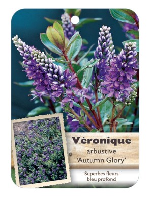 HEBE X AUTUMN GLORY voir Véronique arbustive*