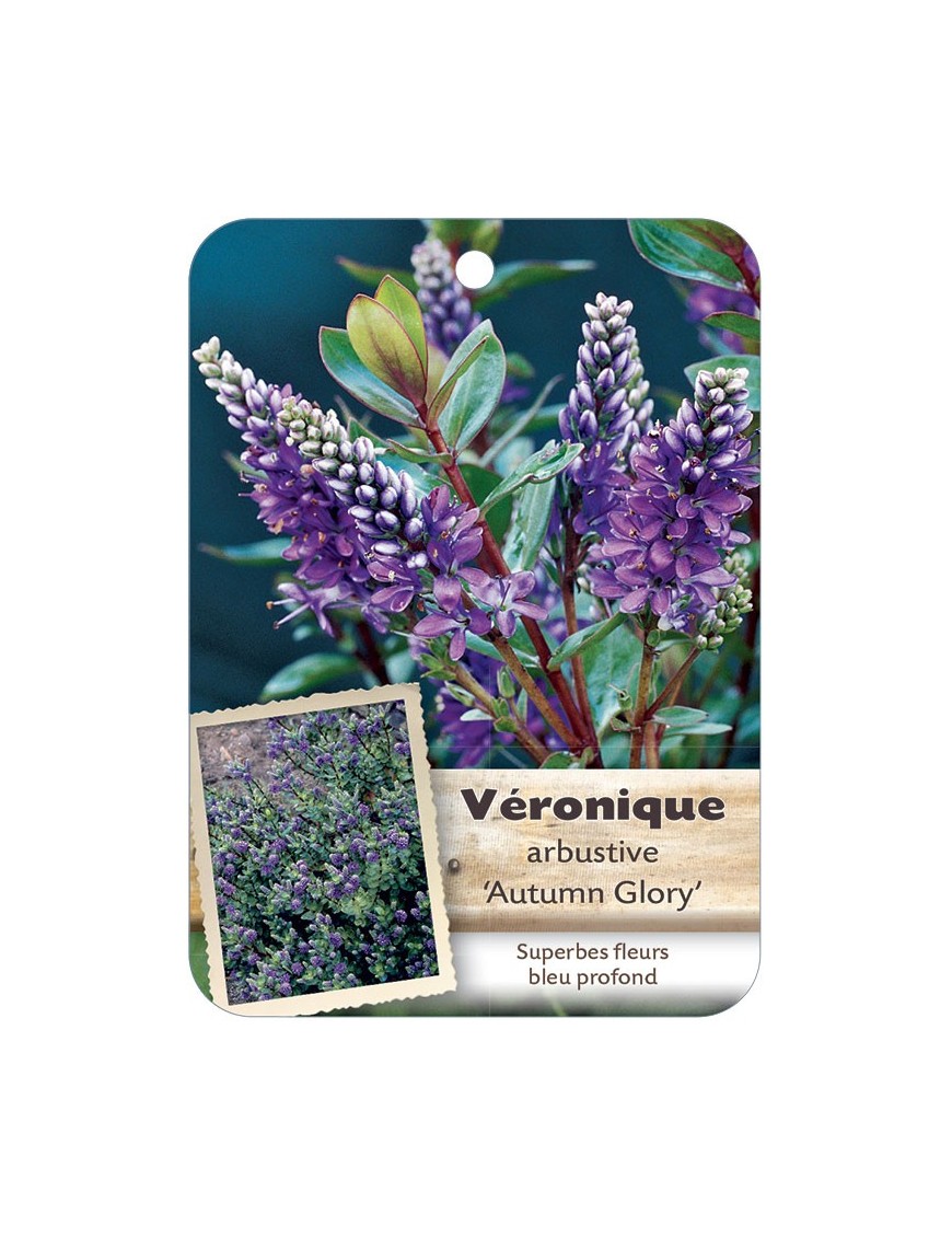 HEBE X AUTUMN GLORY voir Véronique arbustive*
