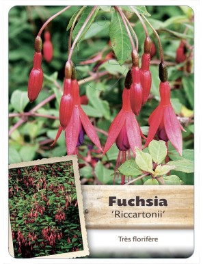FUCHSIA X MAGELLANICA RICCARTONII*