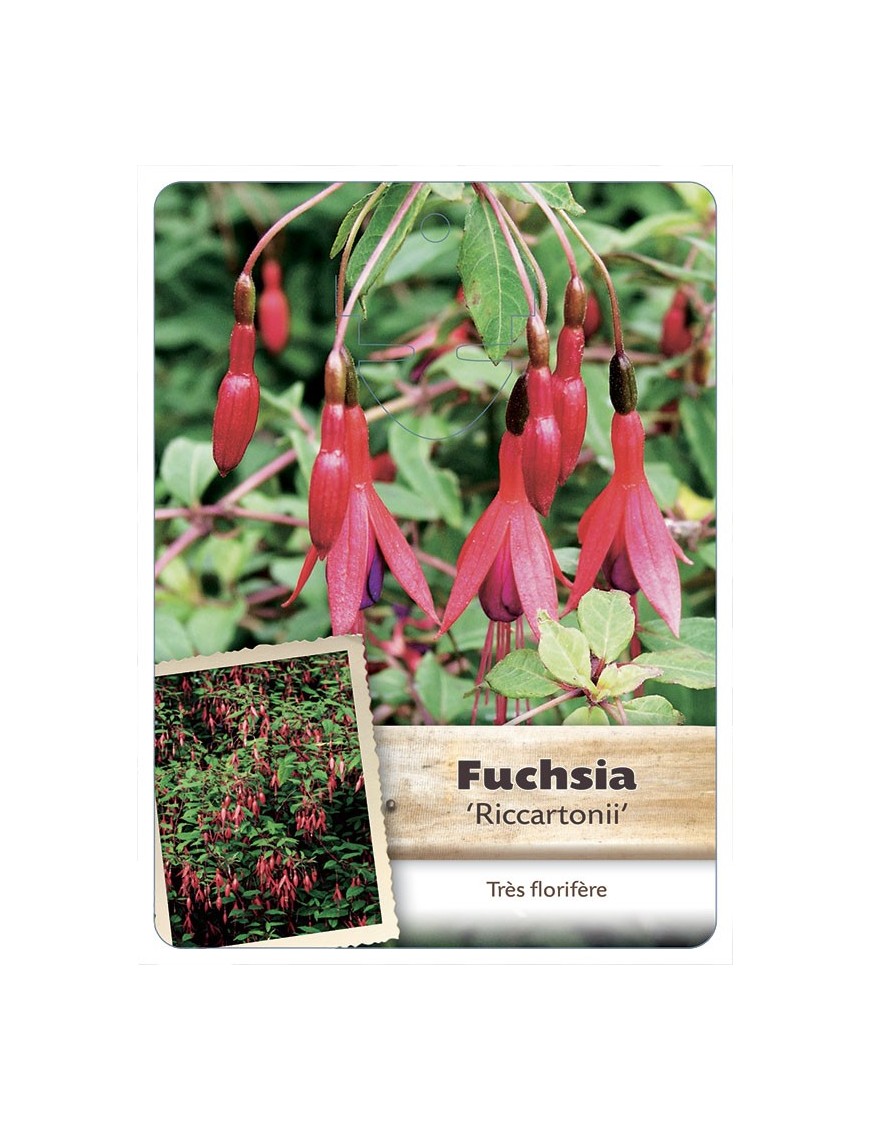 FUCHSIA X MAGELLANICA RICCARTONII*