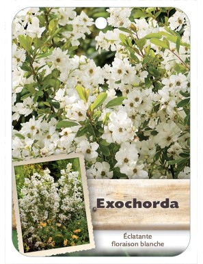 EXOCHORDA MACRANTHA*