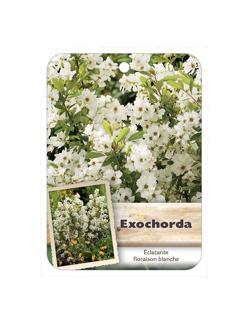 EXOCHORDA MACRANTHA*