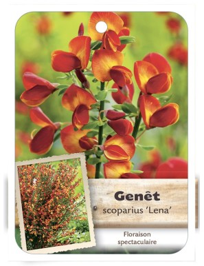 CYTISUS SCOPARIUS LENA voir Genêt*