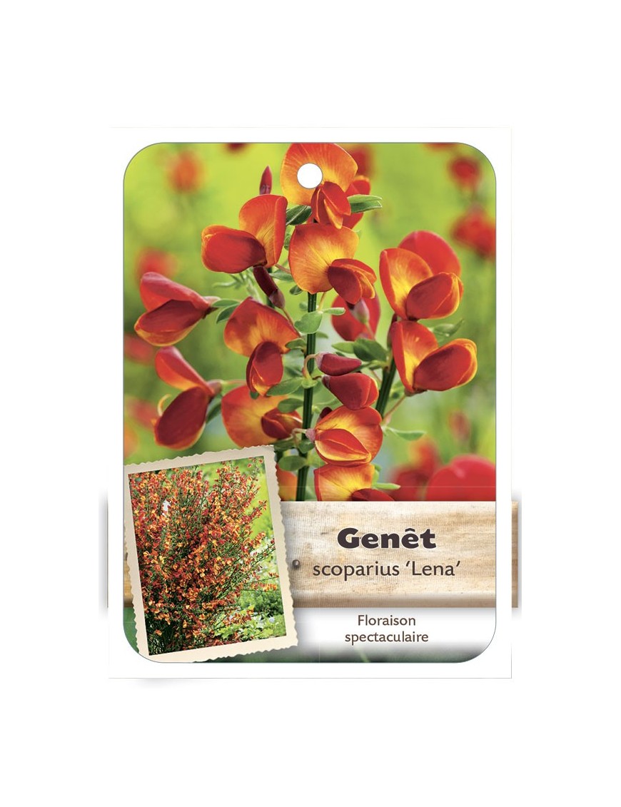 CYTISUS SCOPARIUS LENA voir Genêt*