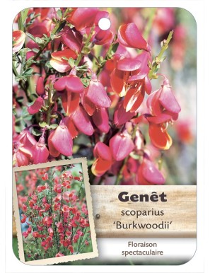 CYTISUS SCOPARIUS BURKWOODII voir Genêt*