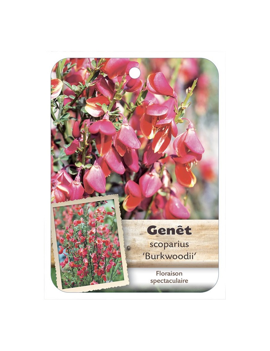 CYTISUS SCOPARIUS BURKWOODII voir Genêt*