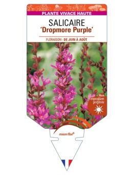 LYTHRUM Dropmore Purple voir Salicaire