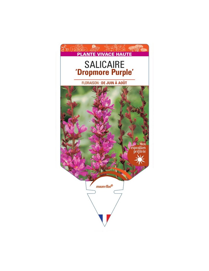 LYTHRUM Dropmore Purple voir Salicaire