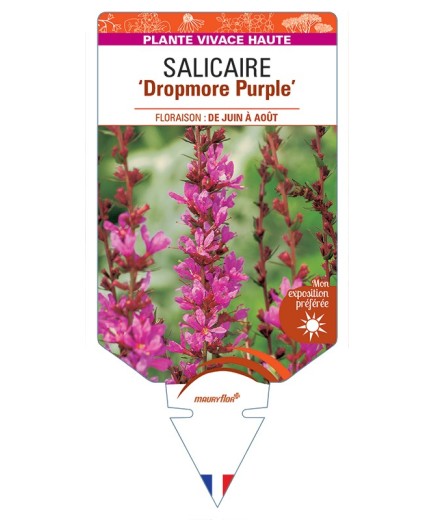 LYTHRUM Dropmore Purple voir Salicaire