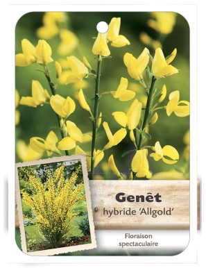 CYTISUS X PRAECOX ALLGOLD voir Genêt*