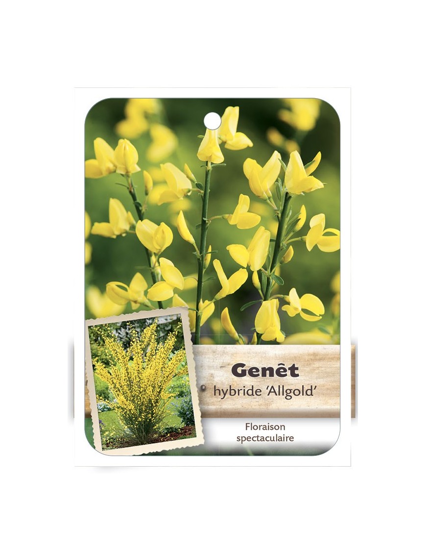 CYTISUS X PRAECOX ALLGOLD voir Genêt*