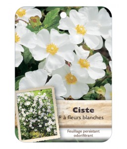 CISTUS X CORBARIENSIS voir Ciste à fleurs blanches*