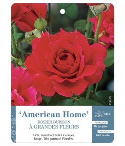 American Home Rosier à grandes fleurs