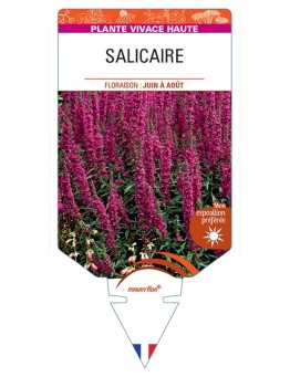 LYTHRUM SALICARIA voir Salicaire (rouge)