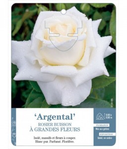 Argental Rosier à grandes fleurs