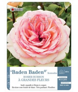 Baden Baden® Korsouba Rosier à grandes fleurs
