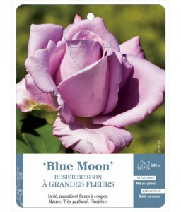 Blue Moon Rosier à grandes fleurs