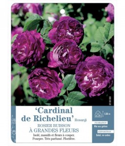 Cardinal de Richelieu Rosanji Rosier à grandes fleurs