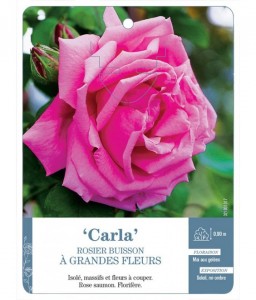 Carla Rosier à grandes fleurs