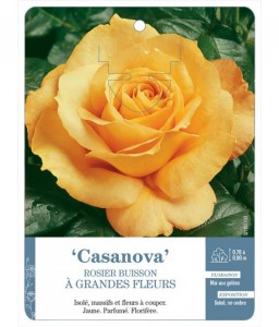 Casanova Rosier à grandes fleurs