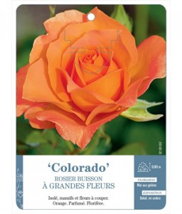 Colorado Rosier à grandes fleurs