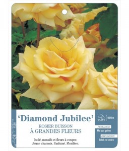 Diamond Jubilee Rosier à grandes fleurs